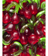Cereza